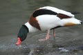 Common shelduck