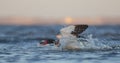 Common Shelduck - Tadorna tadorna -  birds fighting Royalty Free Stock Photo