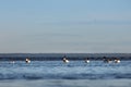 Common Shelduck - Tadorna tadorna, birds on water Royalty Free Stock Photo