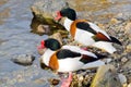 Common shelduck (Tadorna tadorna)