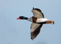 Common Shelduck - Tadorna tadorna