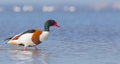 Common Shelduck - Tadorna tadorna - male