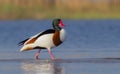 Common shelduck - Tadorna tadorna - male