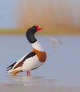 Common shelduck - Tadorna tadorna - male