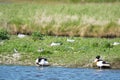 Common shelducks and black-headed sea gulls Royalty Free Stock Photo
