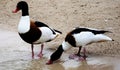 Common shelducks drinking at lake Royalty Free Stock Photo