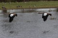 Common shelducks flying over the lake Royalty Free Stock Photo