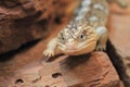 Common shingleback Royalty Free Stock Photo