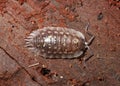 common shiny woodlouse (Oniscus asellus) Royalty Free Stock Photo