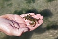 Common shore crab