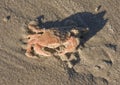 Common Shore Crab upon Ameland beach, Holland