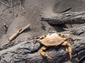 Common shore crab Carcinus maenas on a wood
