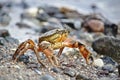 Common shore crab on a pebble beach Royalty Free Stock Photo