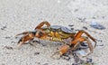 Common shore crab on a sandy beach
