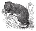Common Shrew or Eurasian Shrew or Sorex araneus, vintage engraved illustration
