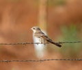 Common shrike Laniidae Close Up Royalty Free Stock Photo