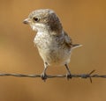 Common shrike Laniidae Close Up Royalty Free Stock Photo