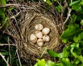 Common Shrike, Lanius collurio. Nest with eggs Royalty Free Stock Photo