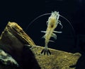 Common Shrimp, crangon crangon Royalty Free Stock Photo