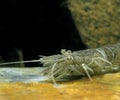 Common Shrimp, crangon crangon Royalty Free Stock Photo