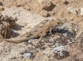 Common Side-blotched Lizard Royalty Free Stock Photo