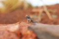 Common Side-blotched Lizard Uta stansburiana Royalty Free Stock Photo