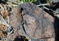 Common Side-blotched Lizard (Uta stansburiana). Royalty Free Stock Photo