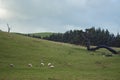 Rolling grassland with trees and sheeps in Catlin, New Zealand.