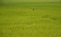 Busy in an agricultural field