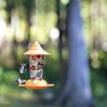 Female Ruby-throated hummingbirds at backyard feeder.