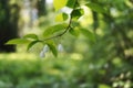 Common silverbell, halesia tetraptera, white flowers