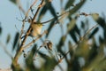 Common Silvereye bird in wild Royalty Free Stock Photo