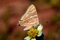 Common Silverline Butterfly - Cigaritis vulcanus close wing