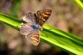 Common Silverline Butterfly - Cigaritis vulcanus Open wing Royalty Free Stock Photo