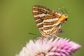 Common silverline butterfly feeding on nectar of a wild flower Royalty Free Stock Photo