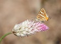 Common silverline butterfly on a flower Royalty Free Stock Photo