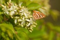 Common silverline butterfly perching on blooming flowers