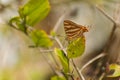 Common silverline butterfly resting on the green leaf