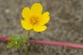 Common Silverweed - Argentina anserina Royalty Free Stock Photo