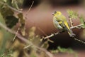 Common siskin Royalty Free Stock Photo
