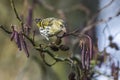 Common siskin (Carduelis spinus) Royalty Free Stock Photo