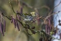 Common siskin (Carduelis spinus) Royalty Free Stock Photo