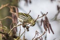 Common siskin (Carduelis spinus) Royalty Free Stock Photo