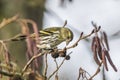 Common siskin (Carduelis spinus) Royalty Free Stock Photo
