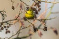 Common siskin (Carduelis spinus) Royalty Free Stock Photo