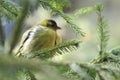 Common siskin Royalty Free Stock Photo