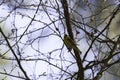 Common Siskin in Tree Royalty Free Stock Photo