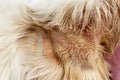 Common skin problems in cats. Cat scratching or licking themselves due to itchiness. A balding area of fur, with obvious hair loss