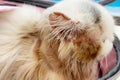 Common skin problems in cats. Cat scratching or licking themselves due to itchiness. A balding area of fur, with obvious hair loss