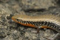 Common Skink or Keeled Indian Mabuya, Eutropis carinata, Satara